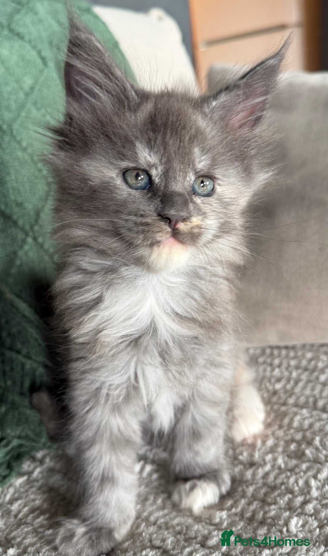 Maine Coon cats for sale: Tica registered Maine Coons from champion lines  - Image 18