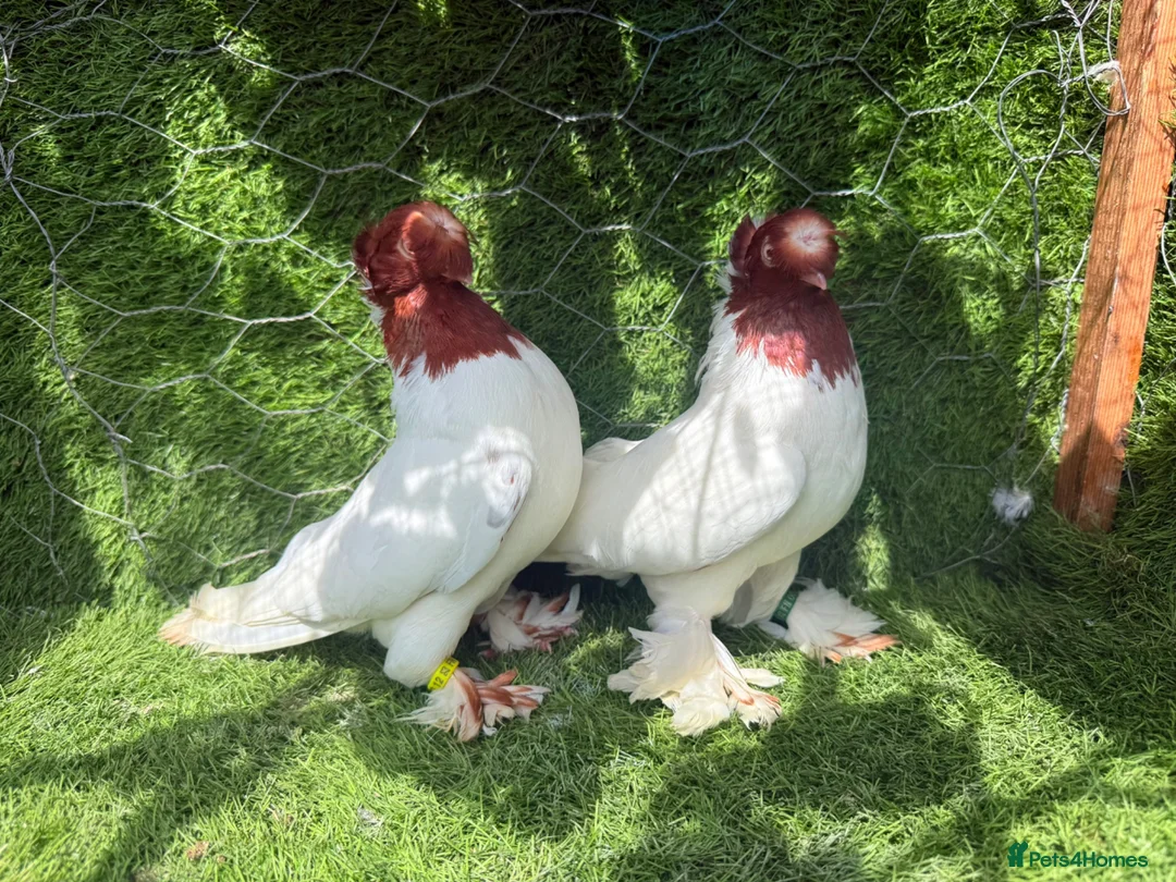 Pigeons birds for sale: Premium Breeding Pigeons Top Quality Pairs Availab - Advert 1