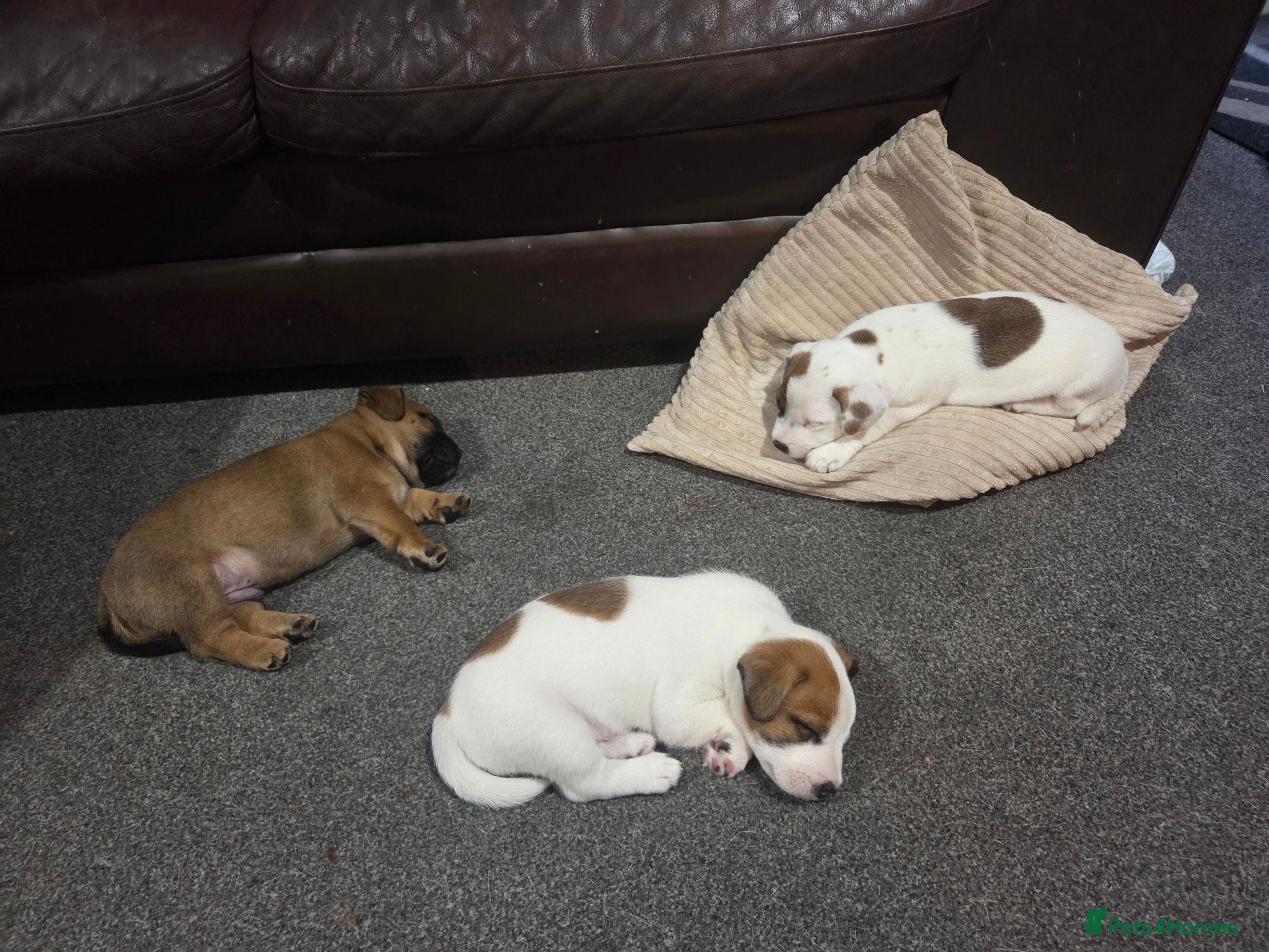 Mixed Breed dogs Jack Russell mixed breed puppies - Advert 2