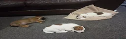 Mixed Breed dogs for sale: Jack Russell mixed breed puppies - Advert 1