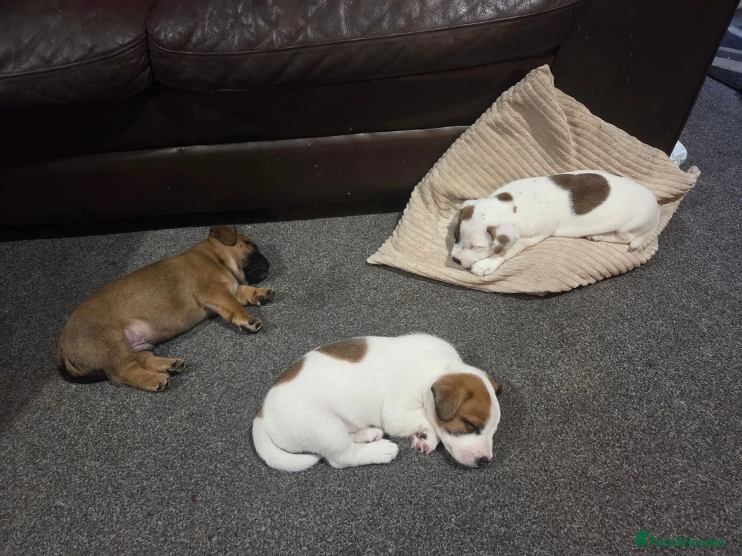 Mixed Breed dogs for sale: Jack Russell mixed breed puppies - Advert 1