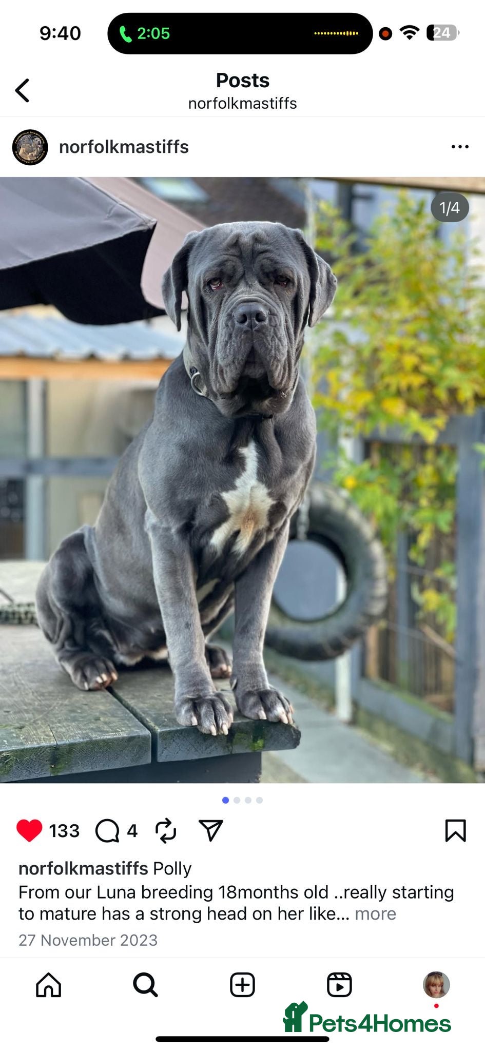 Mixed Breed dogs Hybrid mastiffs - Advert 9