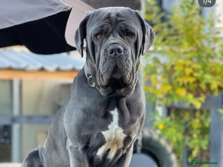 Mixed Breed dogs Hybrid mastiffs - Advert 1