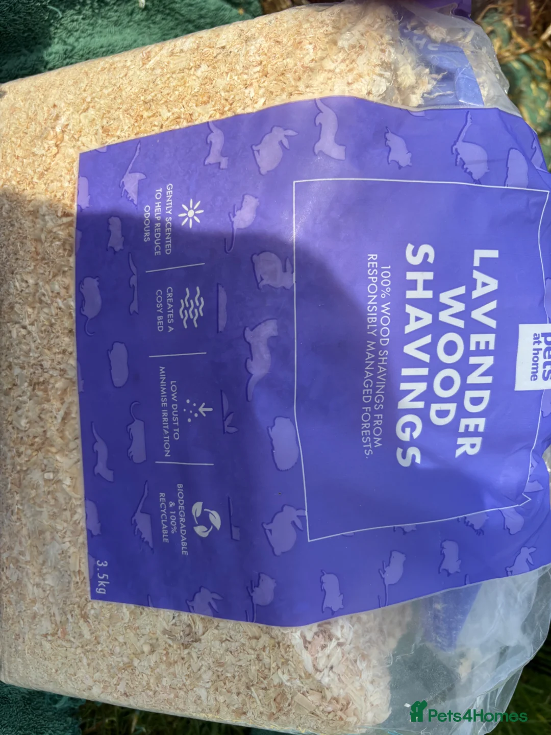 Hamster rodents for sale: Syrian Dwarf Hamster in Marlborough - Advert 8