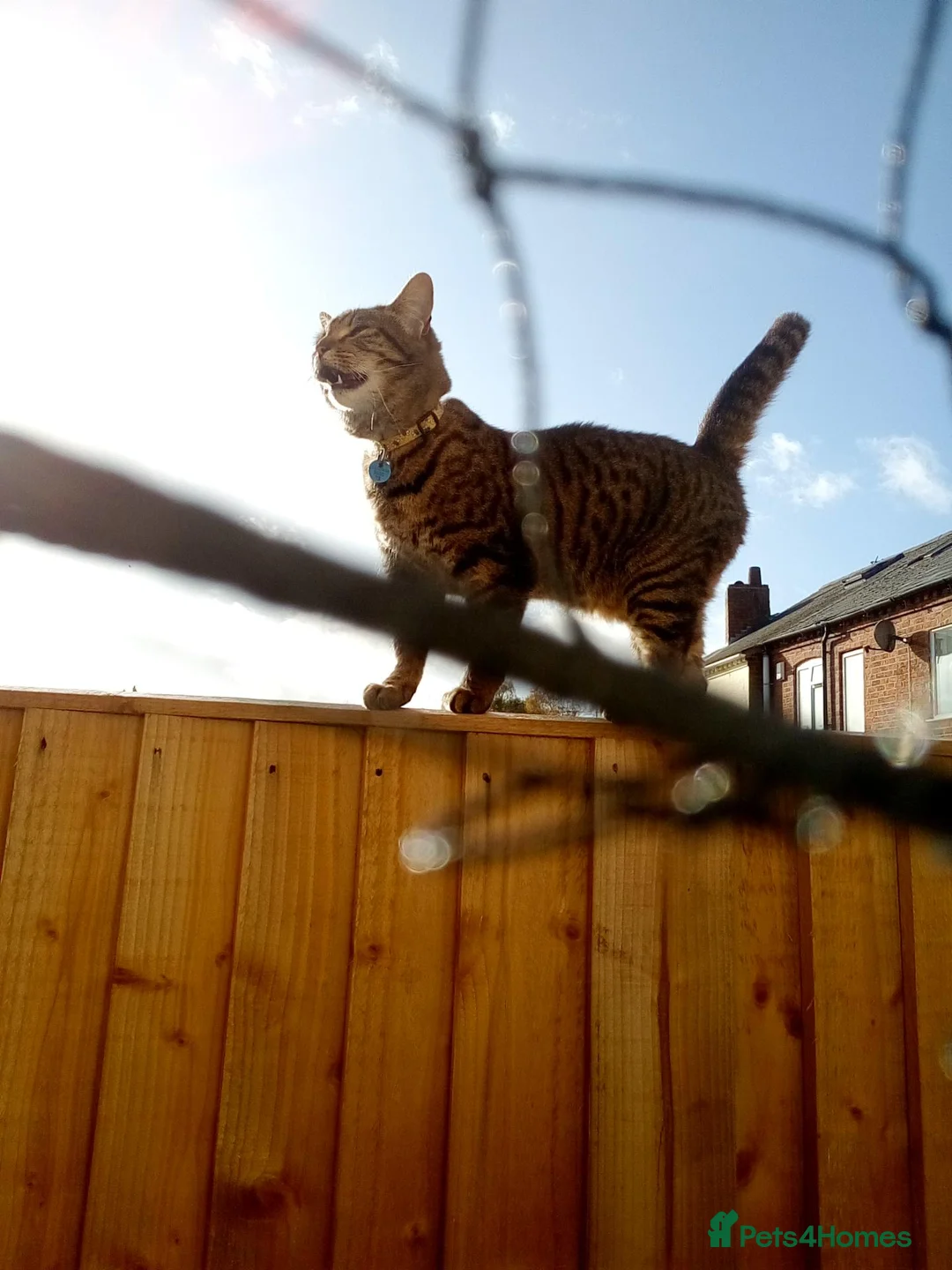 Domestic Shorthair cats for adoption: Trixie gorgeous tabby girl for adoption 18 MO❤️ - Advert 2