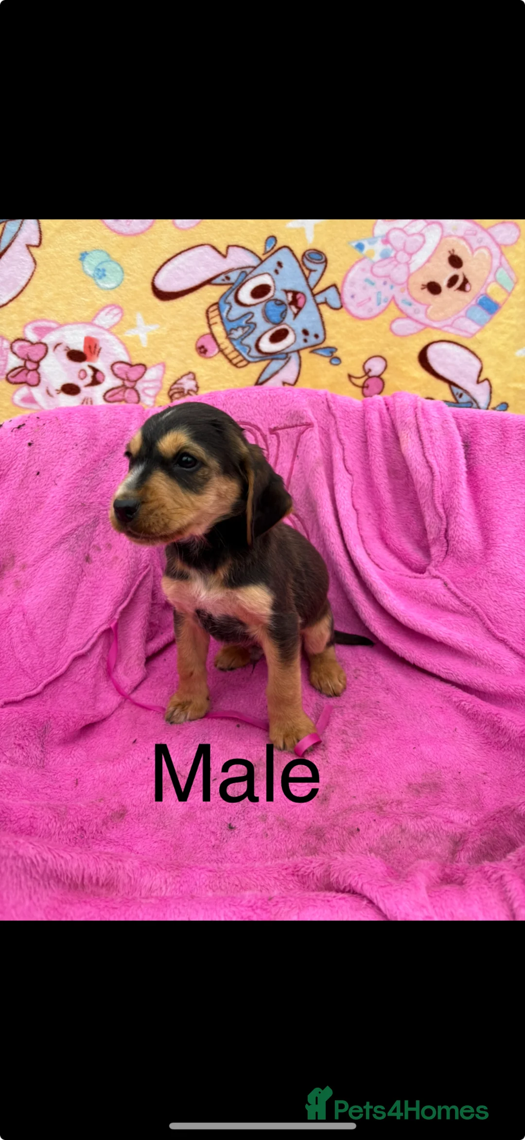 Cockerdor dogs for sale: Beautiful cockador puppies available  - Advert 28