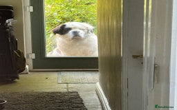 Saint Bernard dogs for sale: Saint burnard for sale  - Image 2