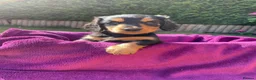 Miniature Dachshund dogs for sale: Miniature long haired dachshunds - Advert 14