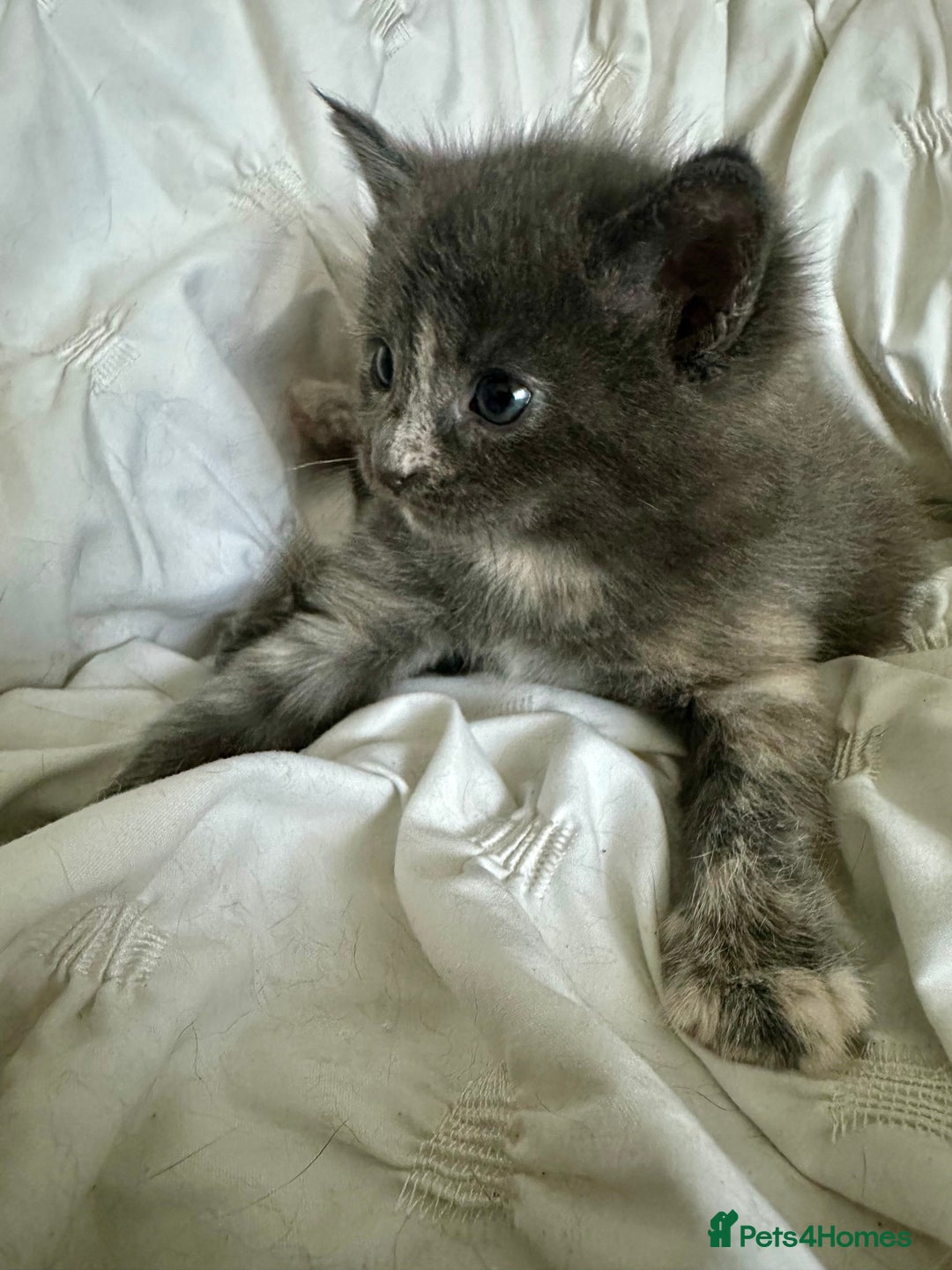 Mixed Breed cats for sale: Beautifully marked Main Coon cross female kitten  - Image 3