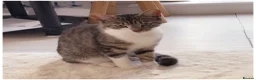 Mixed Breed cats for sale: Beautiful kitten  - Advert 1