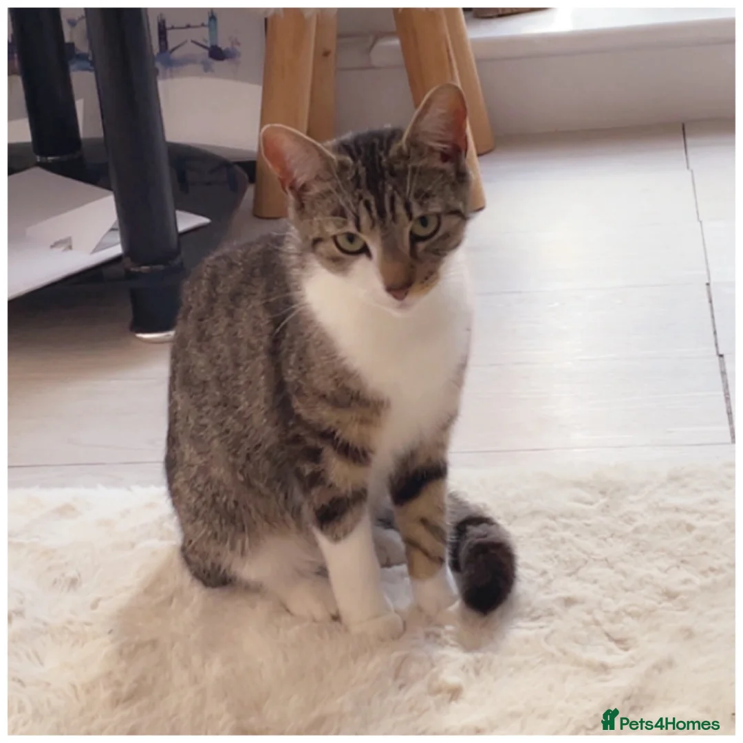 Mixed Breed cats for sale: Beautiful kitten  - Advert 1