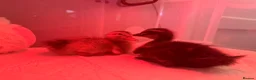 Ducks poultry for sale: Duck Pair For Sale in Tonbridge - Advert 7