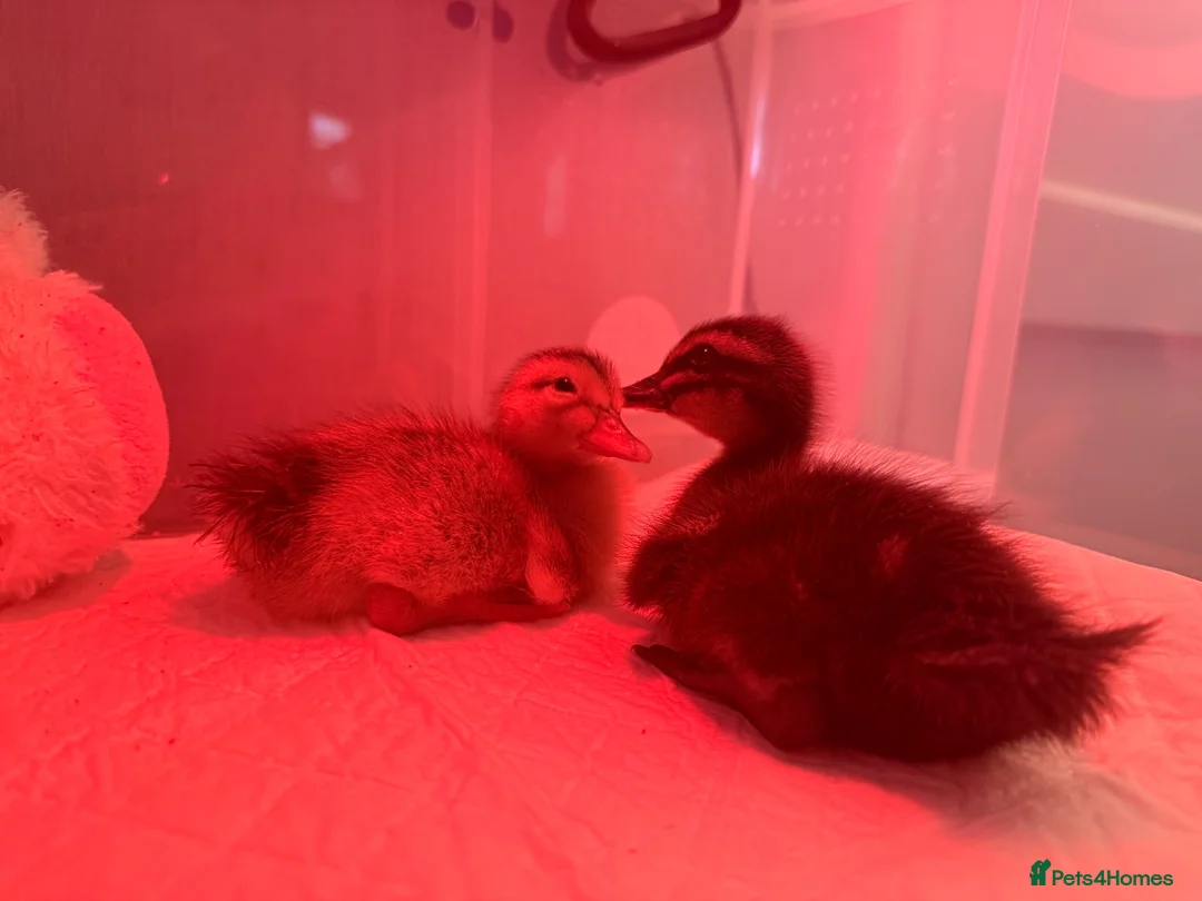 Ducks poultry for sale: Duck Pair For Sale in Tonbridge - Advert 7