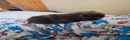 Guinea Pig rodents for sale: Swiss boys - Advert 13