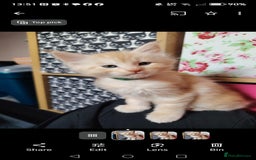 Maine Coon cats for sale: Home raised stunning Mainecoon boys. - Image 10