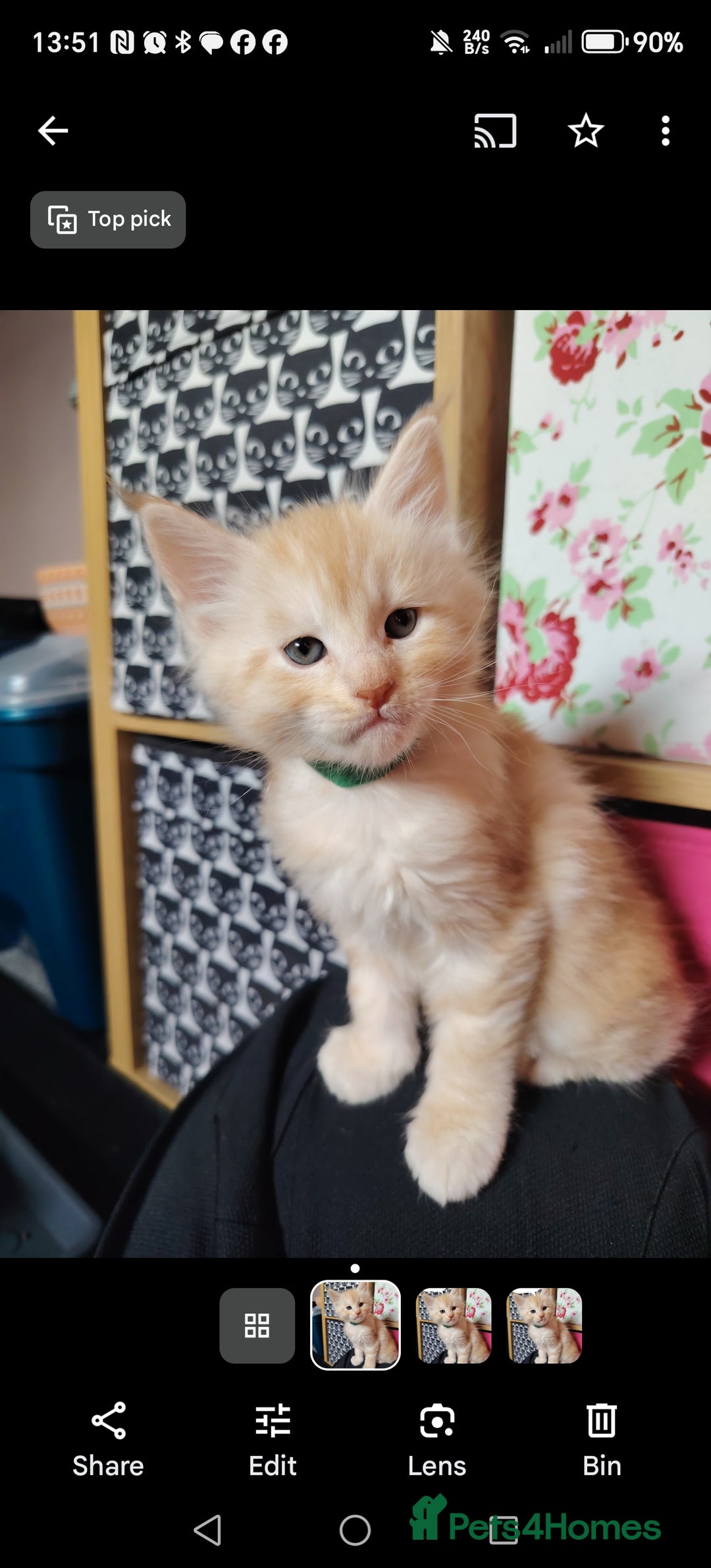 Maine Coon cats for sale: Home raised stunning Mainecoon boys. - Image 10