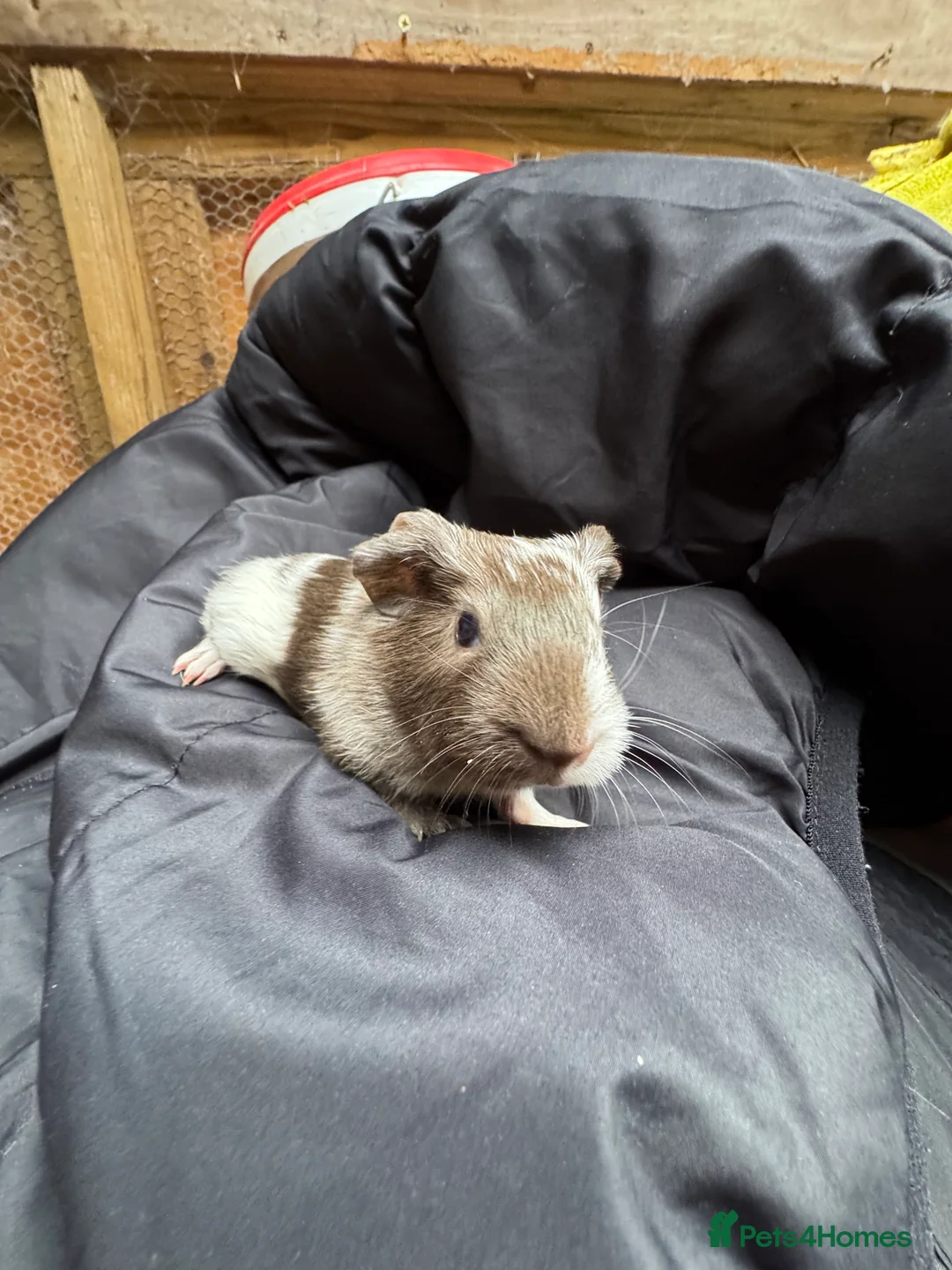 Guinea Pig rodents for sale: 6 beautiful friendly guinea pigs - Advert 11