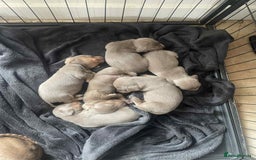 Dachshund dogs for sale: Dachshund  - Image 2