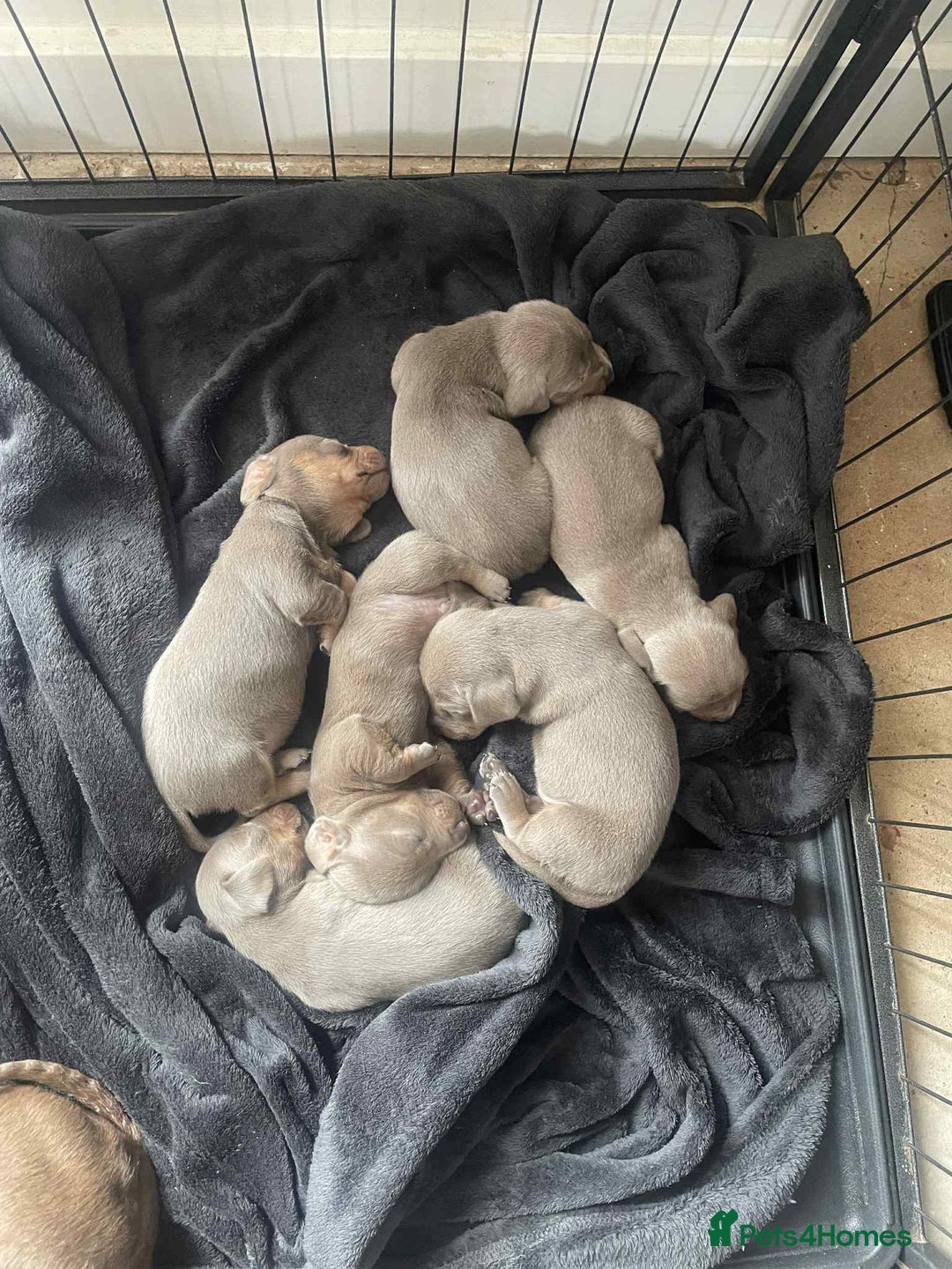 Dachshund dogs for sale: Dachshund  - Image 2