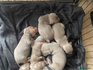 Dachshund dogs - Advert 11