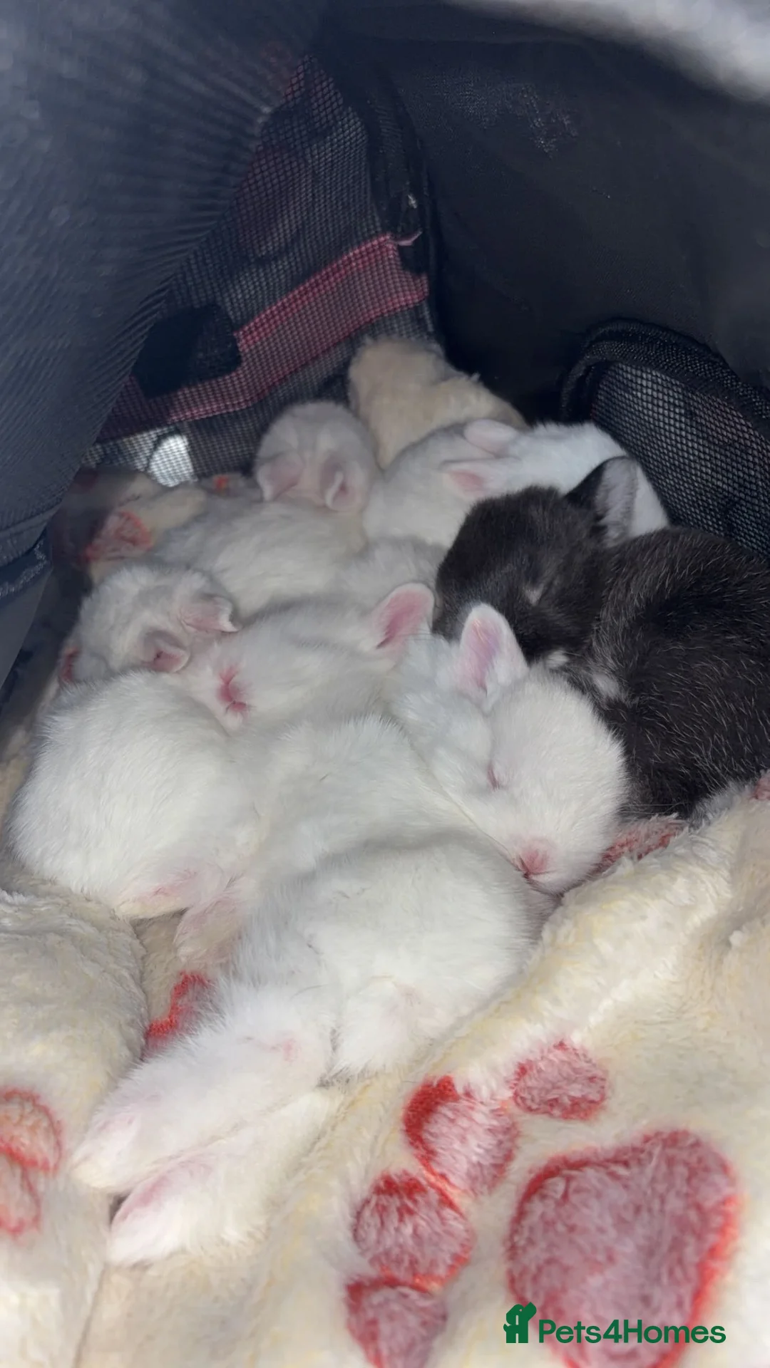 Mixed Breed rabbits for sale: miniature lionhead x netherland dwarf  - Advert 2