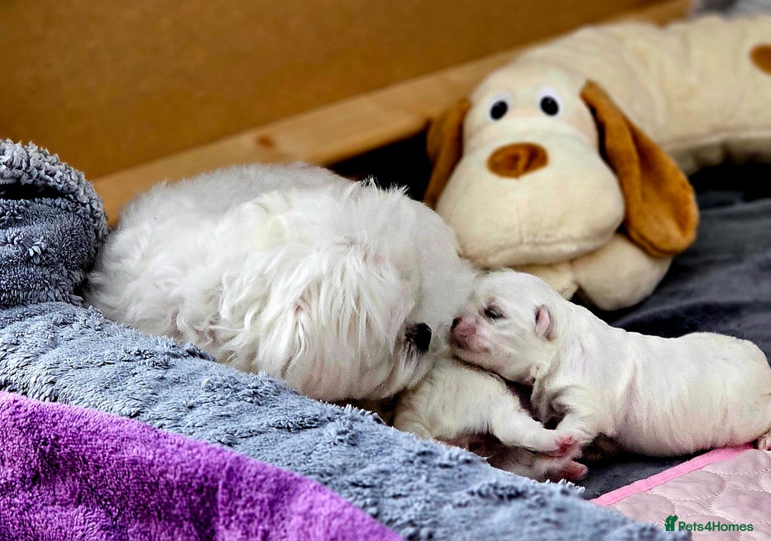 Maltese dogs for sale: Beautiful Maltese – KC, korean-Champion Bloodline - Image 3