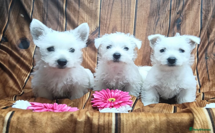 West Highland Terrier dogs - Advert 2