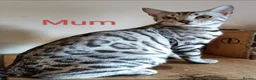 Bengal cats for sale: Silver Rosetted Bengal Kittens  in Bootle - Advert 4