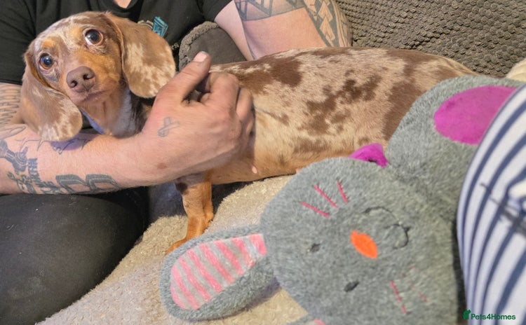 Miniature Dachshund dogs - Advert 1