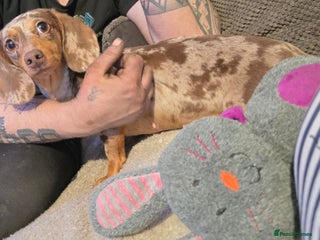 Miniature Dachshund dogs Looking for a home our miniature Dachshund - Advert 7