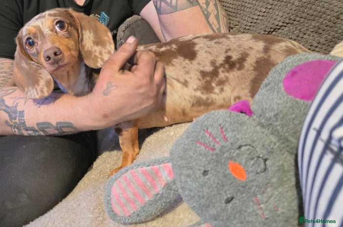 Miniature Dachshund dogs - Advert 1