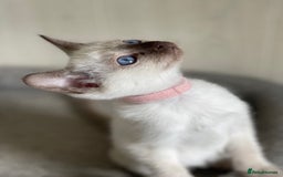 Siamese cats for sale: Stunning GCCF Registered Traditional Siamese.  - Image 10
