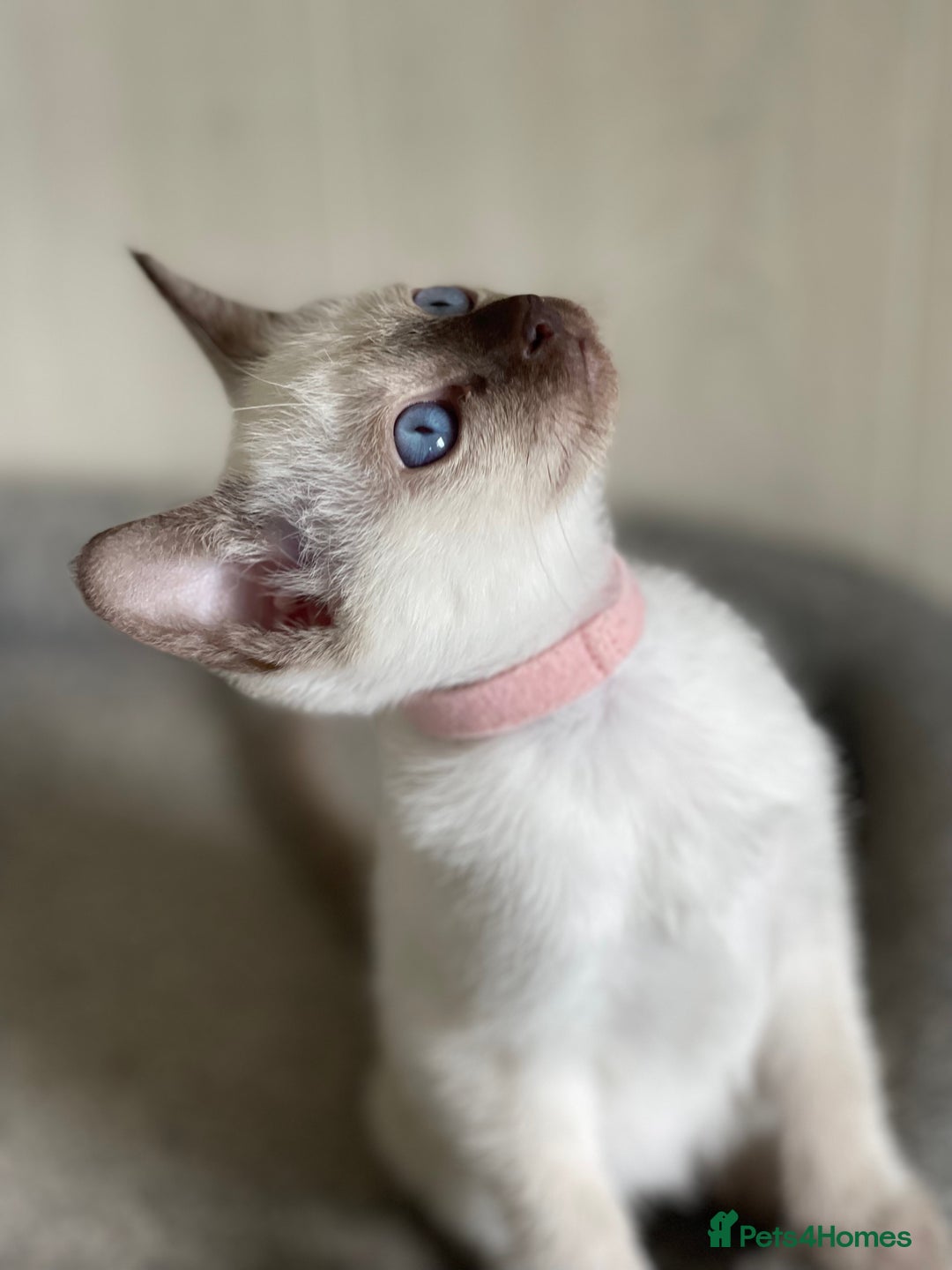 Siamese cats for sale: Stunning GCCF Registered Traditional Siamese.  - Image 10