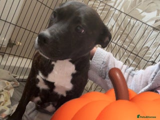 Staffordshire Bull Terrier dogs for sale - Advert 1