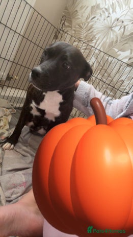 Staffordshire Bull Terrier dogs - Advert 1