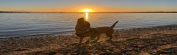 Labrador Retriever dogs for sale: Home needed for a 5 year old female Labrador  - Advert 9