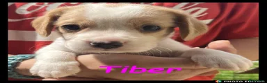 Tiber