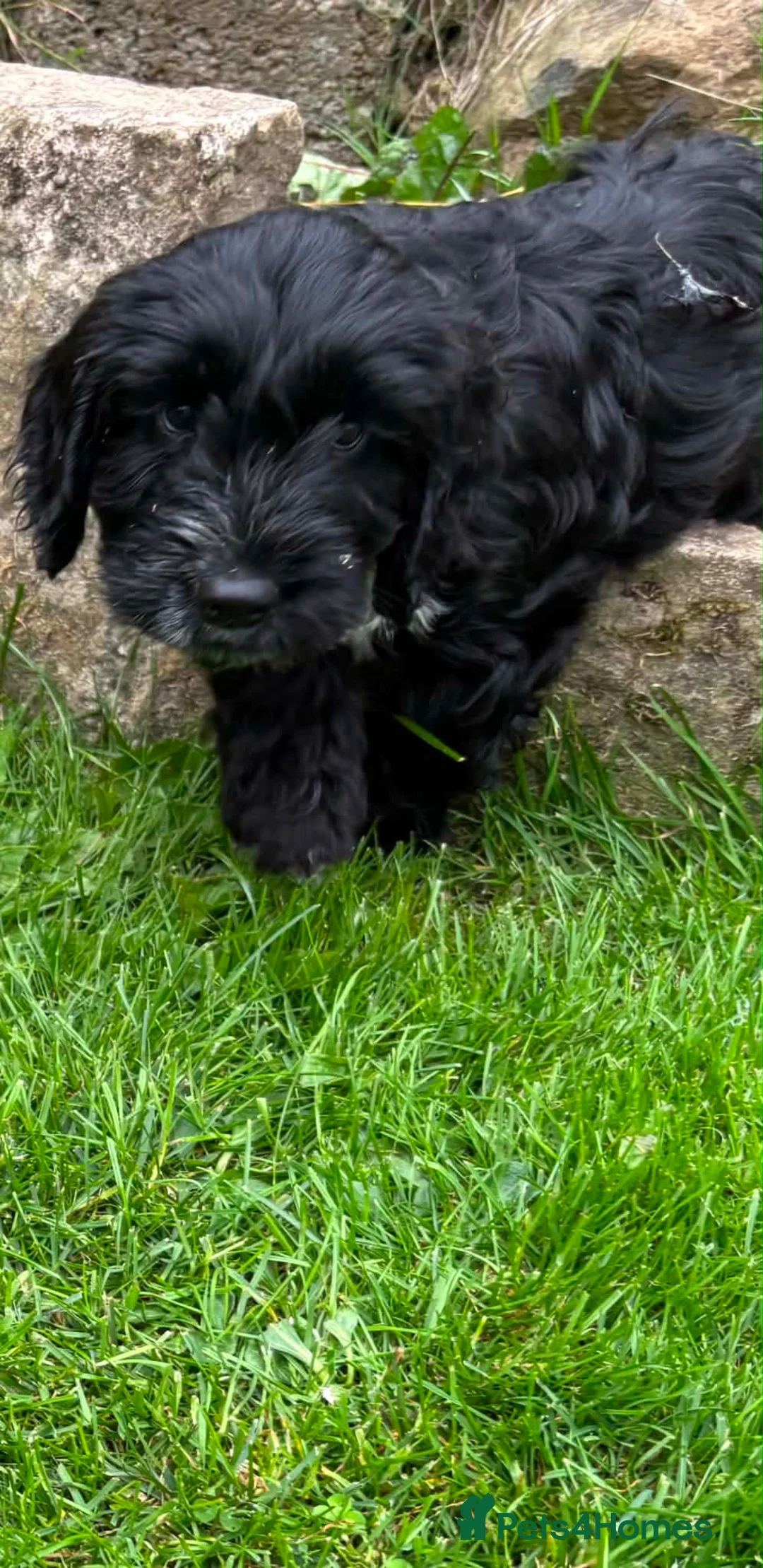 Mixed Breed dogs for sale: 3 cockapoo/ sprocker puppies - Advert 2