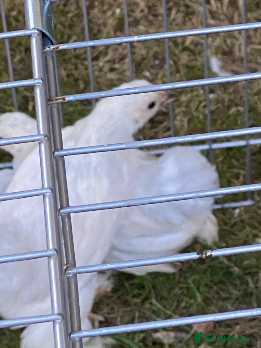 Chickens poultry for sale: Porcelain Pekin Bantams  - Image 7