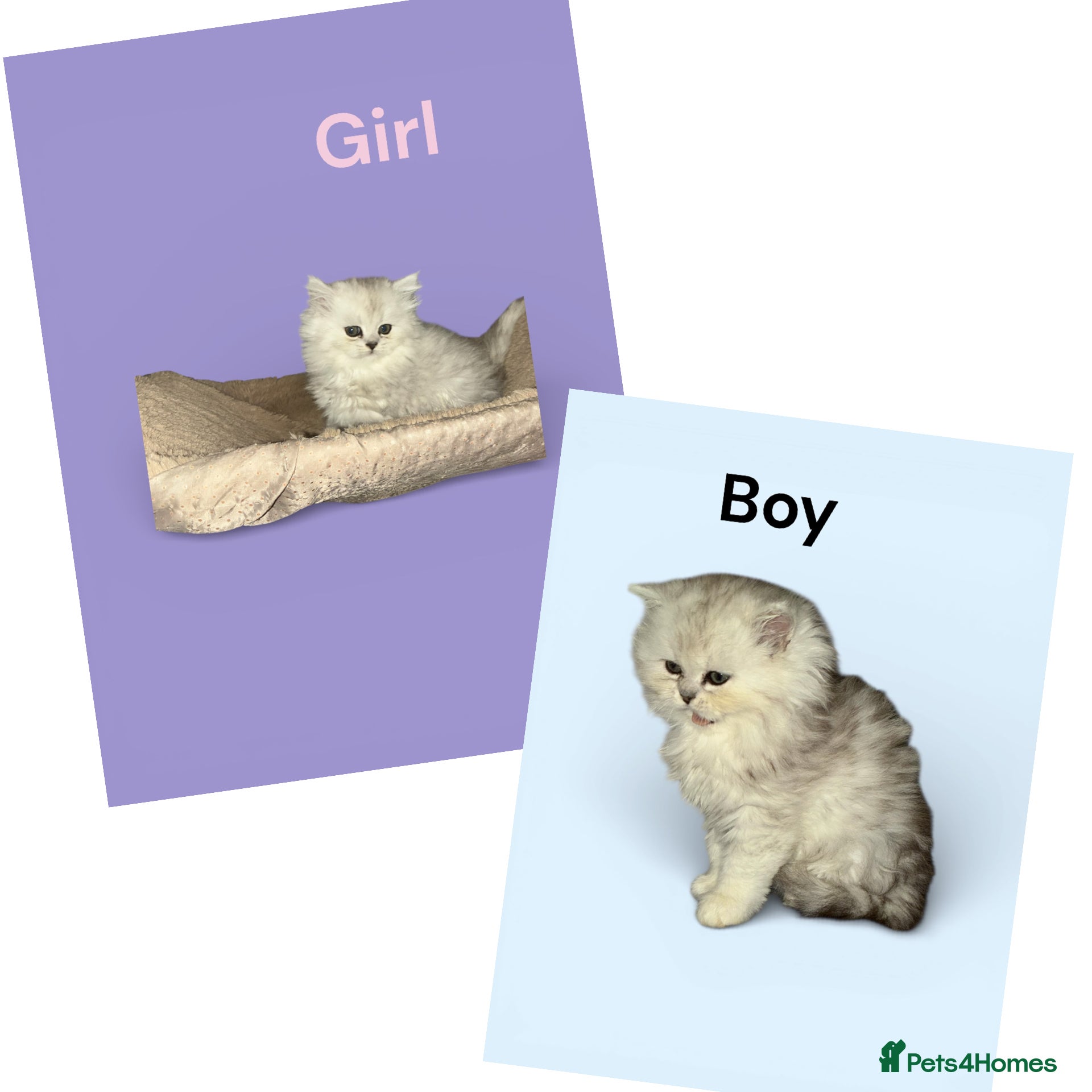 Persian cats Fabulous Persian chinchilla kittens - Advert 2