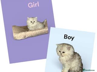 Persian cats Fabulous Persian chinchilla kittens - Advert 18