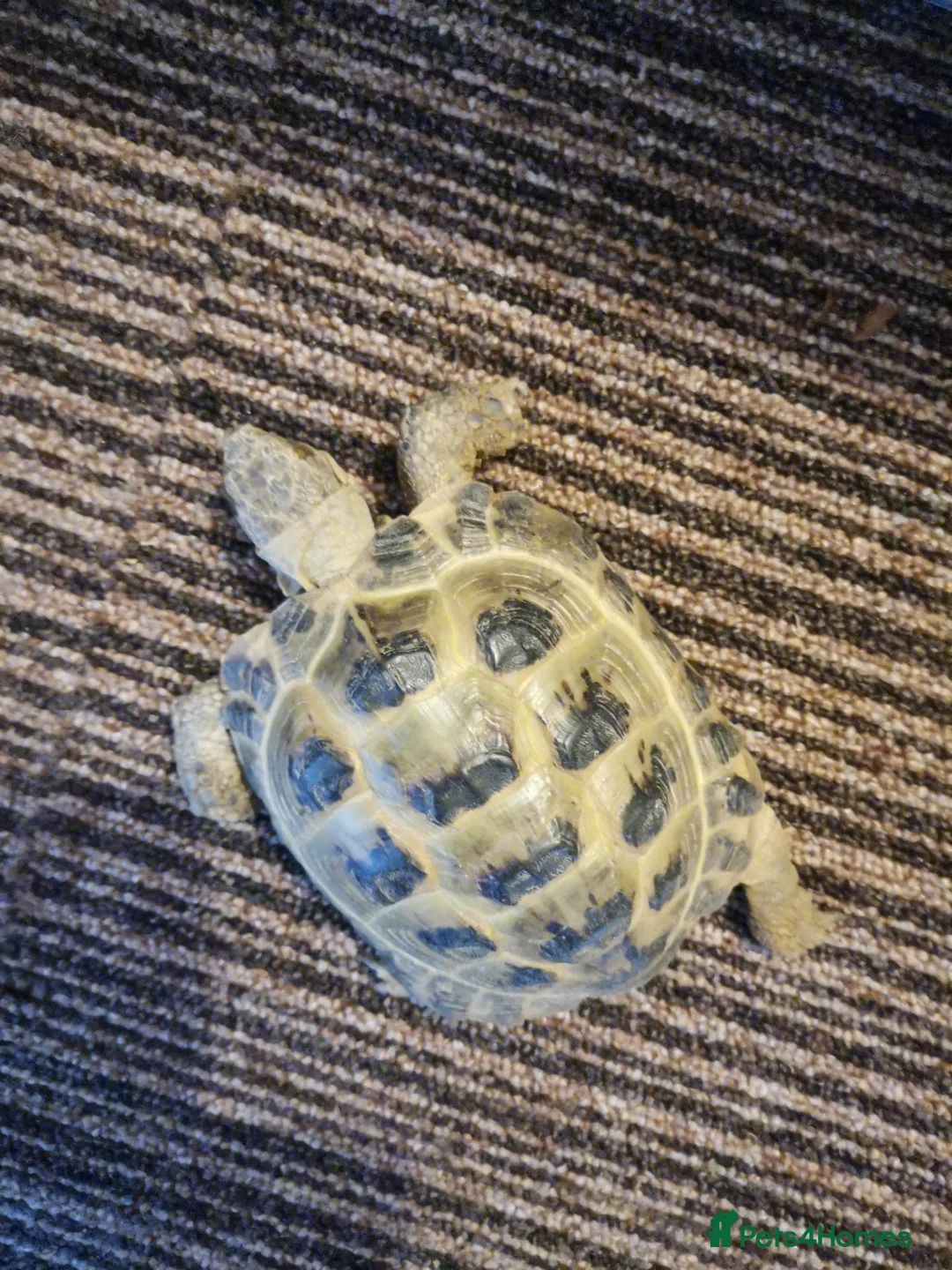 Tortoise reptiles for sale: Male Horsfield Juniorville Tortoise  - Advert 2