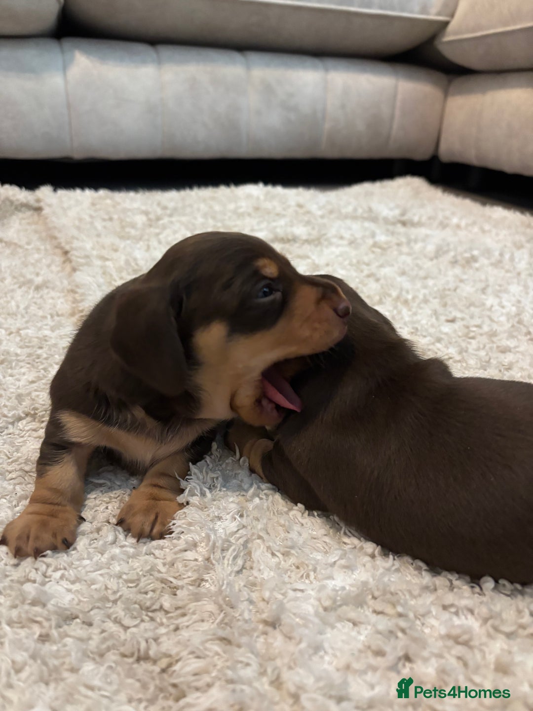 Miniature Dachshund dogs for sale: KC Registered Miniature dachshund smooth  - Advert 7