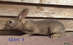 Rex rabbits for sale: Stunning rex - Image 1
