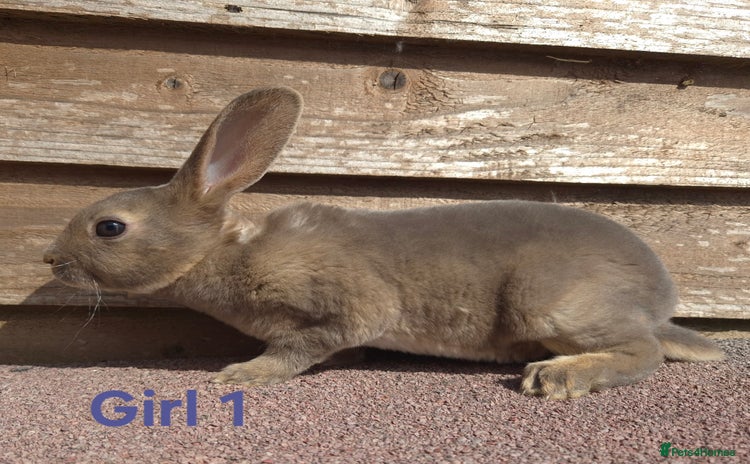 Rex rabbits - Advert 1