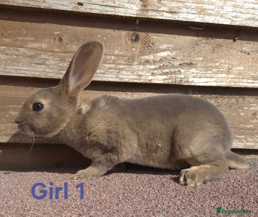 Rex rabbits for sale: Stunning rex - Image 1