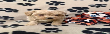 Poochon Puppy 1