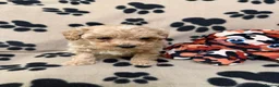 Poochon dogs for sale: ***Beautiful Poochon puppies Boys and Girls*** - Advert 2