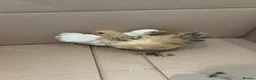 Chickens poultry for sale: Pekin bantam hen chicks  - Advert 4