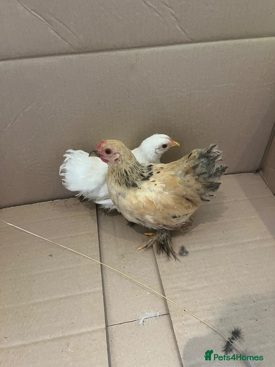 Chickens poultry for sale: Pekin bantam hen chicks  - Advert 4